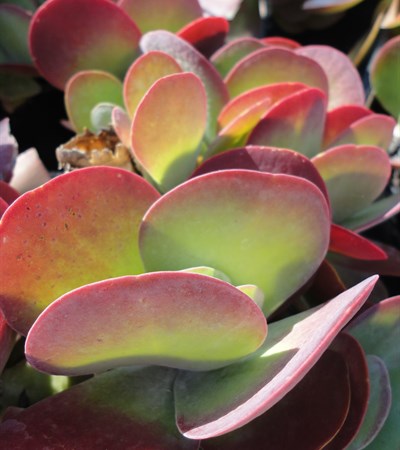 Paddle Plant